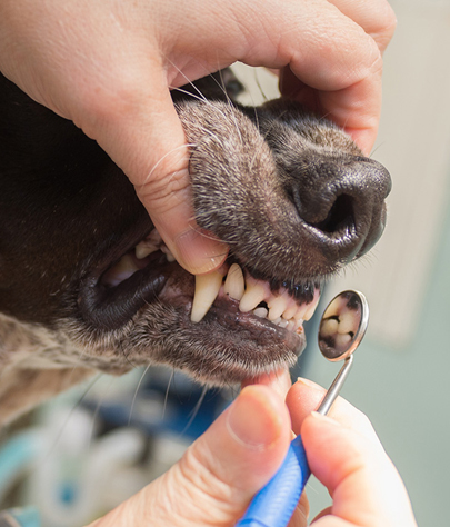Claiborne Dog Dentist