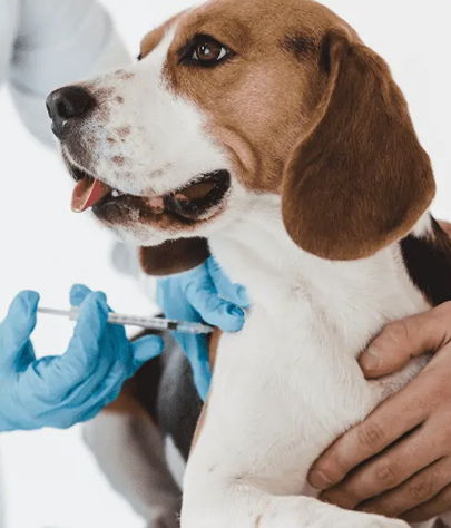 Dog Vaccinations in Childs