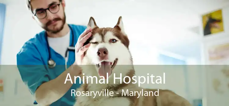 Animal Hospital Rosaryville - Maryland