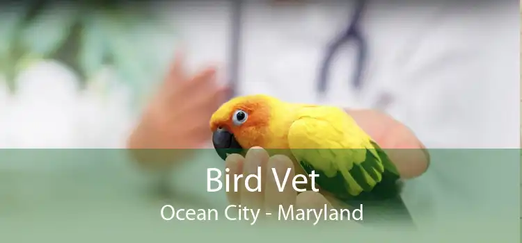 Bird Vet Ocean City - Maryland