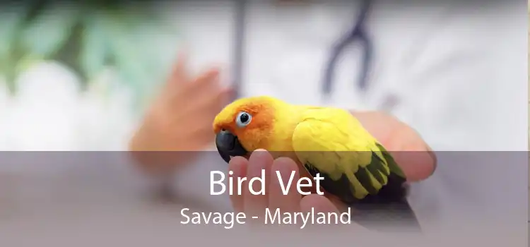 Bird Vet Savage - Maryland