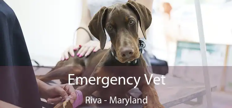 Emergency Vet Riva - Maryland